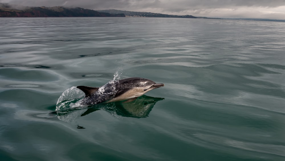 dauphin noir et blanc dans l’eau pendant la journée