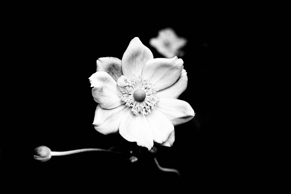 grayscale photo of a flower