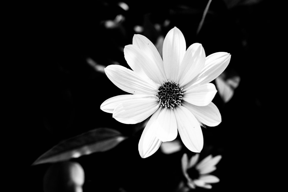 grayscale photo of white daisy