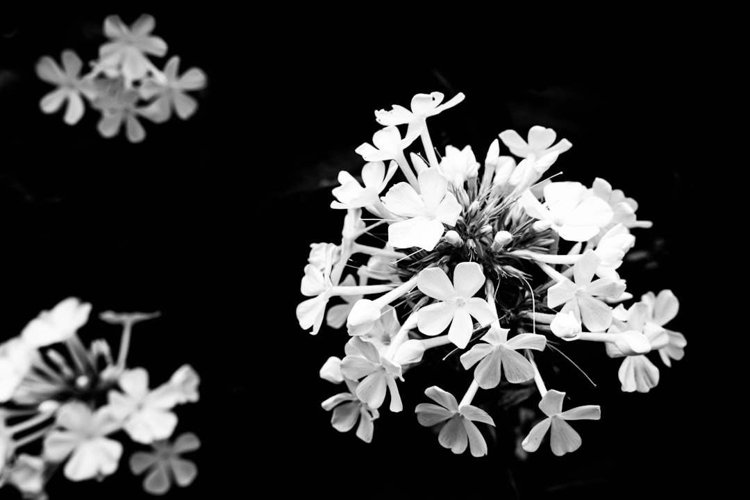 white flowers with black background