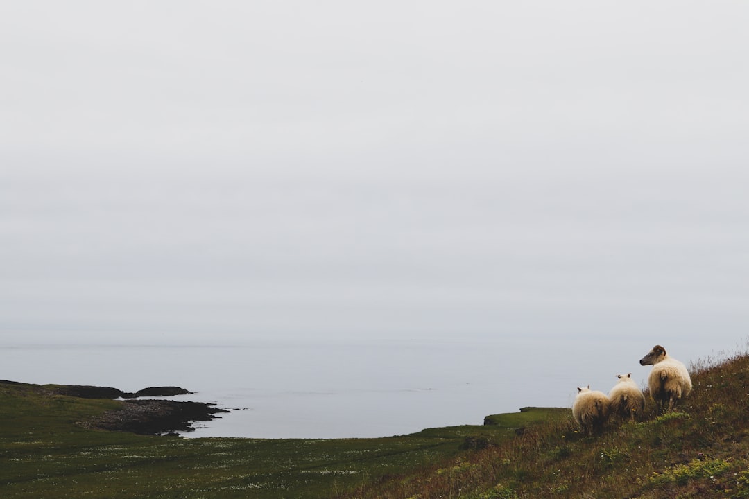 white sheep on green grass field during daytime