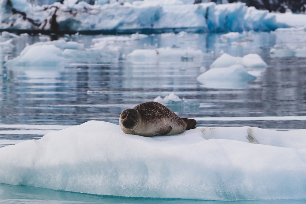 white and black seal on ice