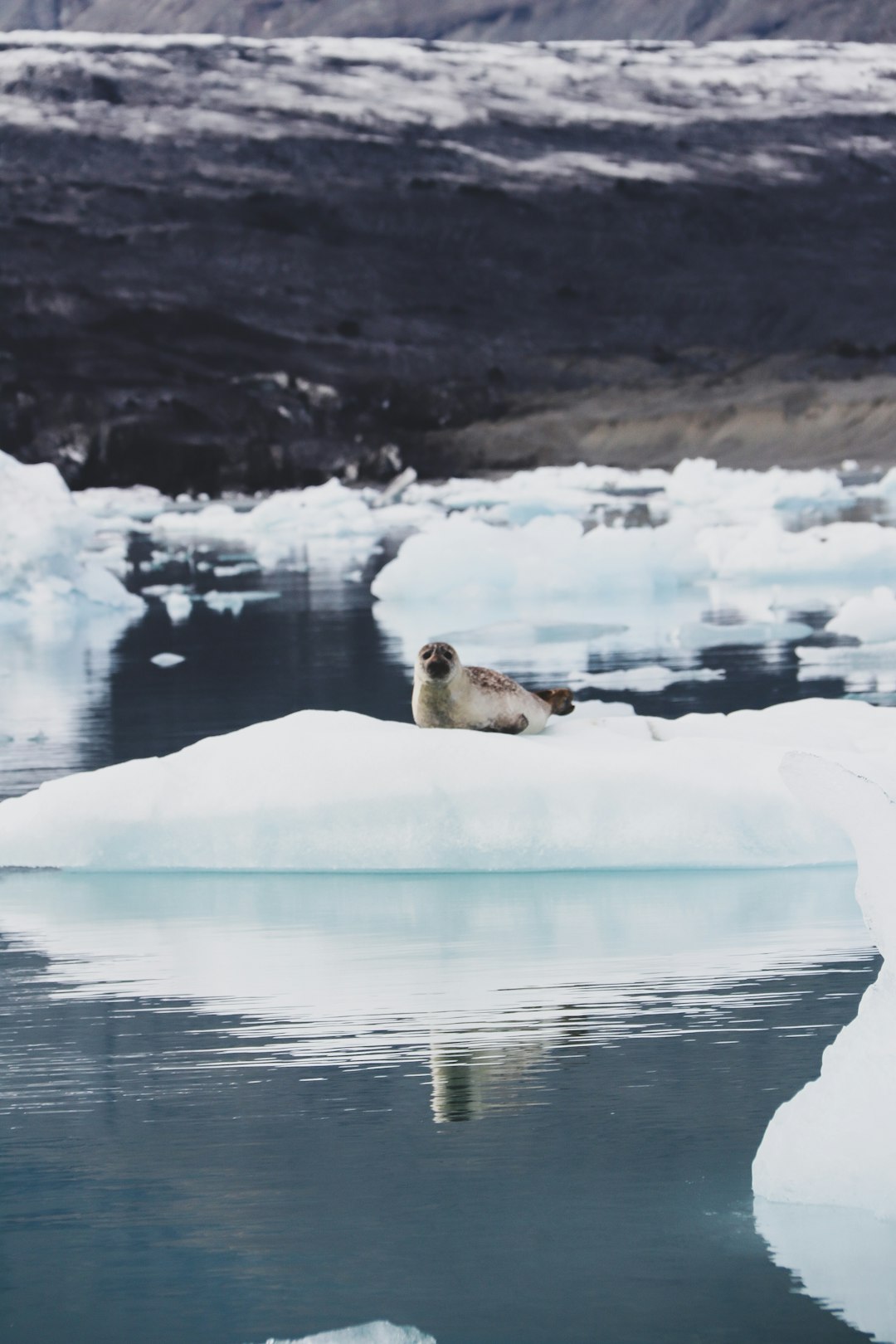 polar bear on white snow covered ground