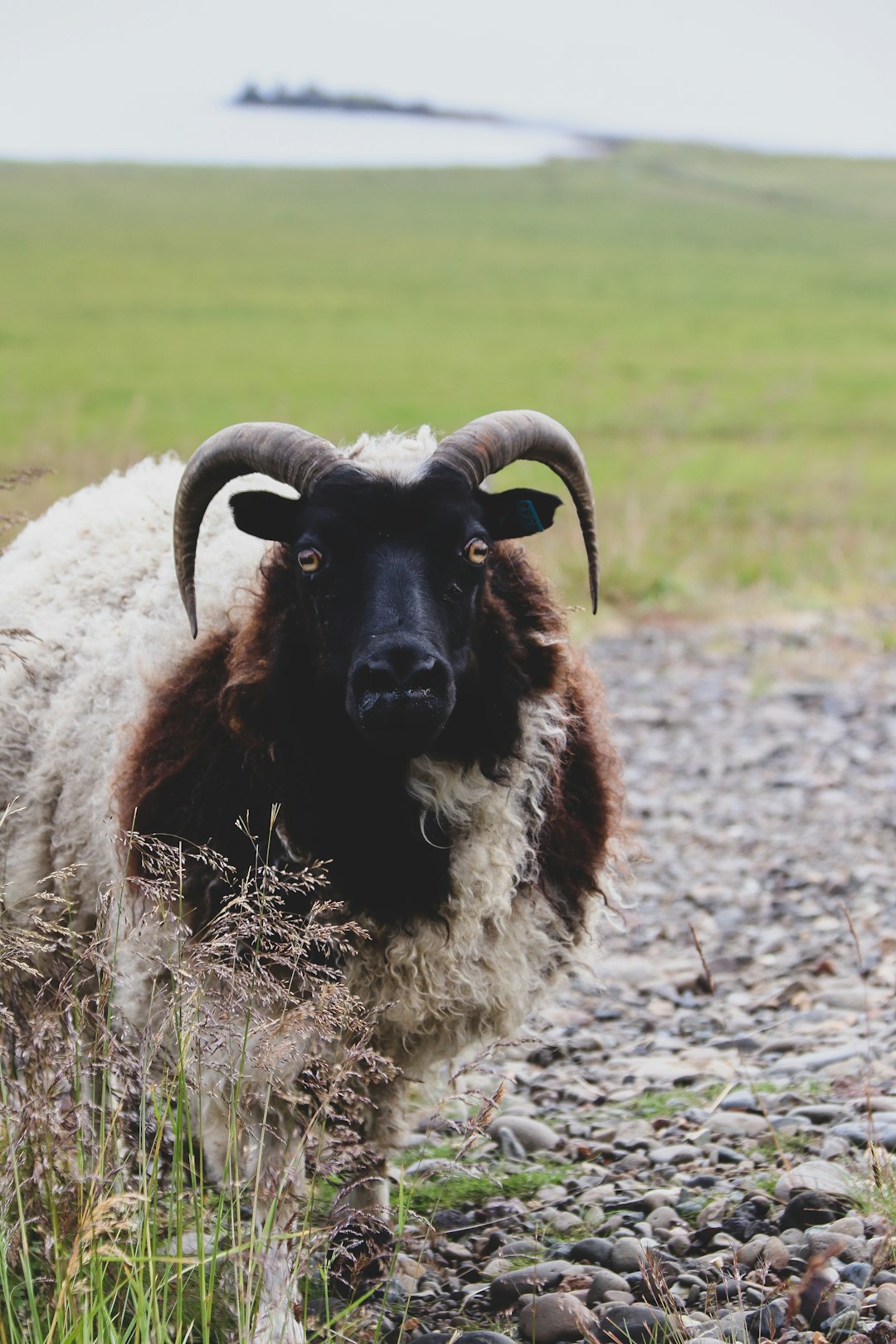 brown and white ram on green grass field during daytime