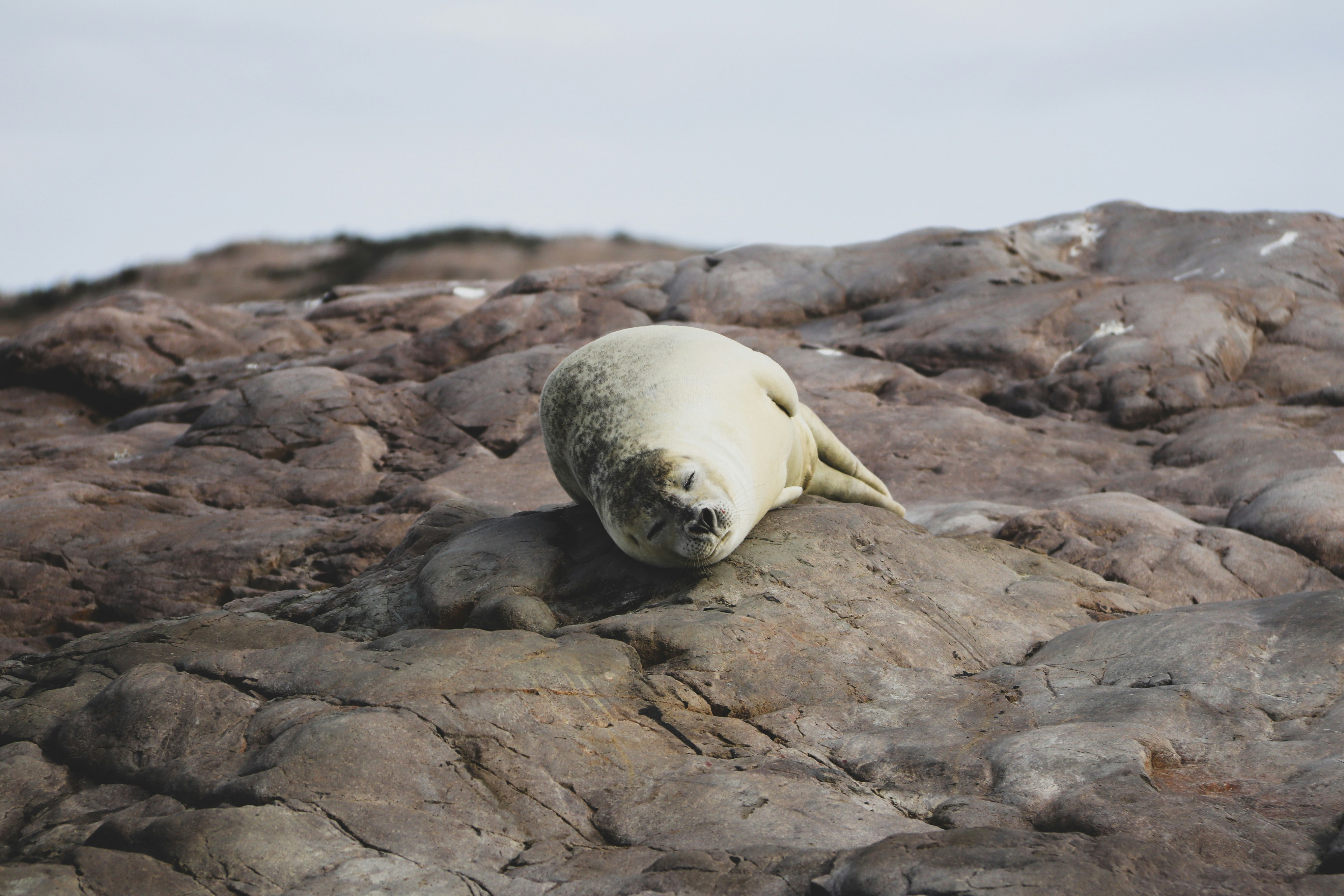 seal on brown rock during daytime