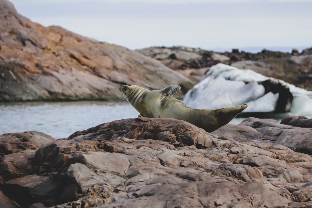 sea lion on brown rock during daytime