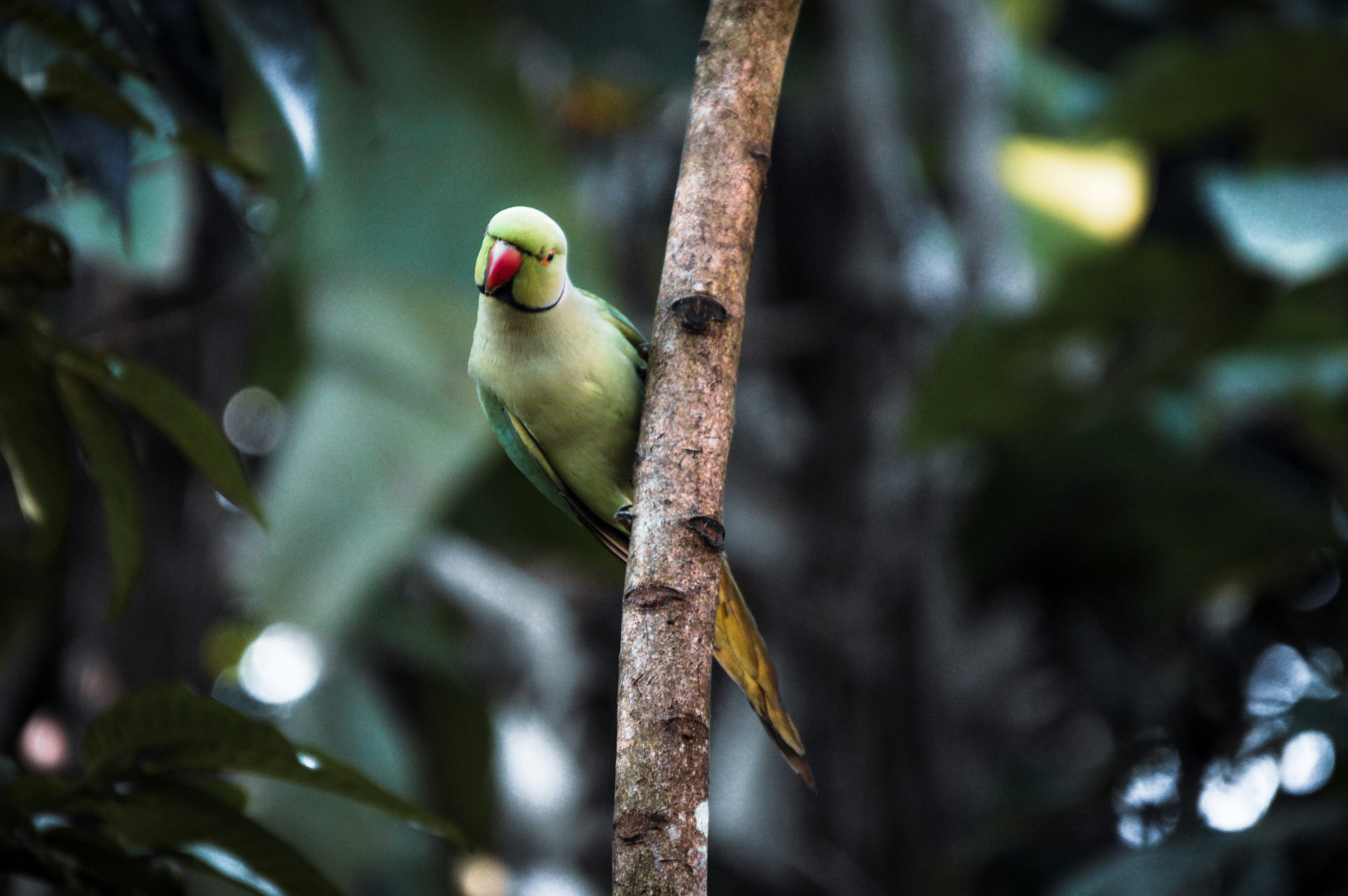 Photo by jithinvijayamohanan