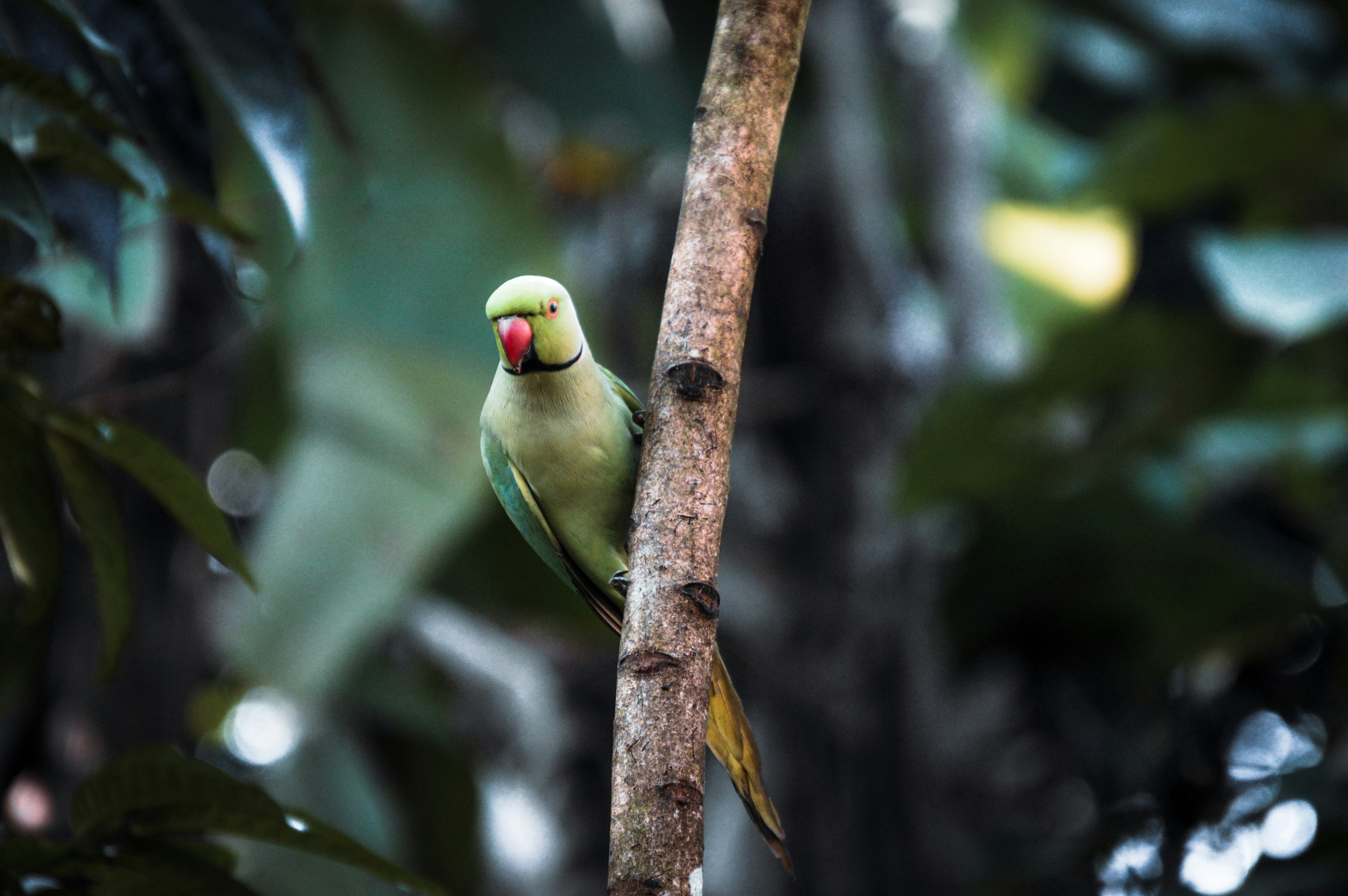 Photo by jithinvijayamohanan