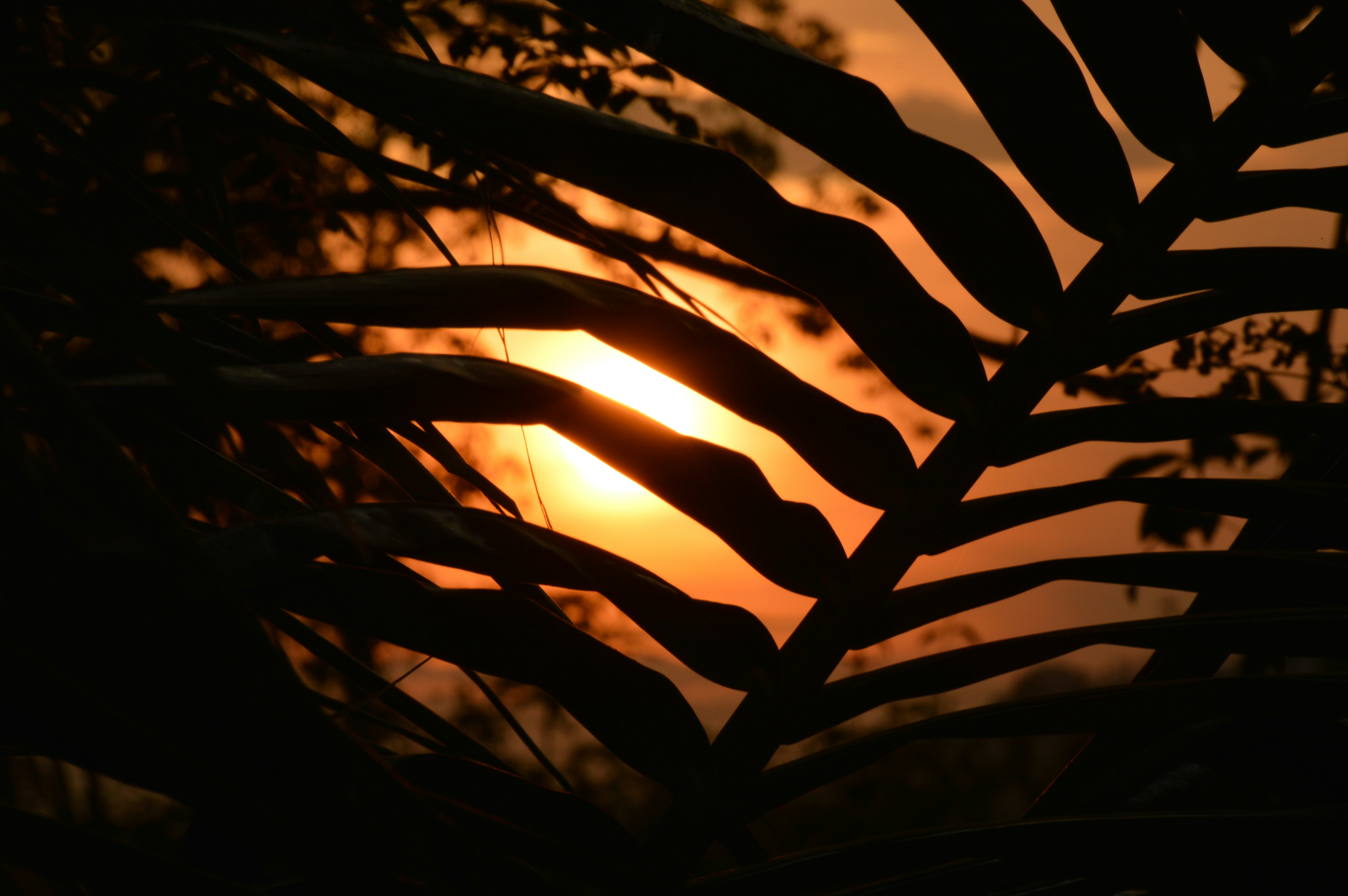 silhouette of plants during sunset