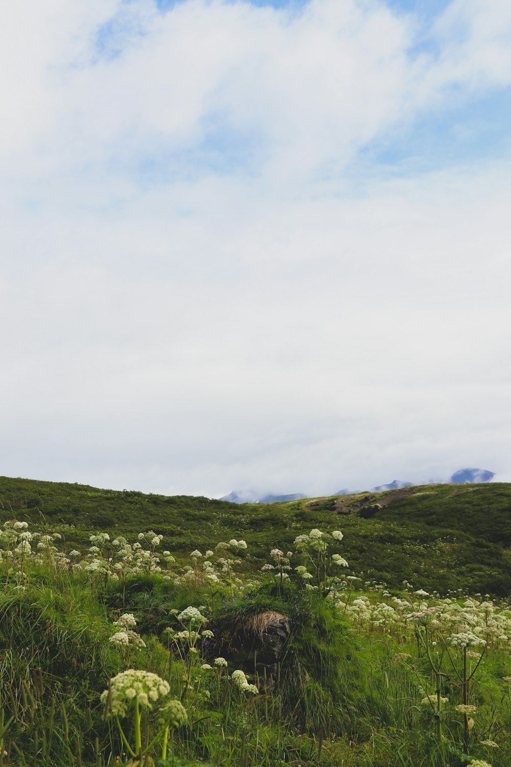 green grass field under white clouds during daytime