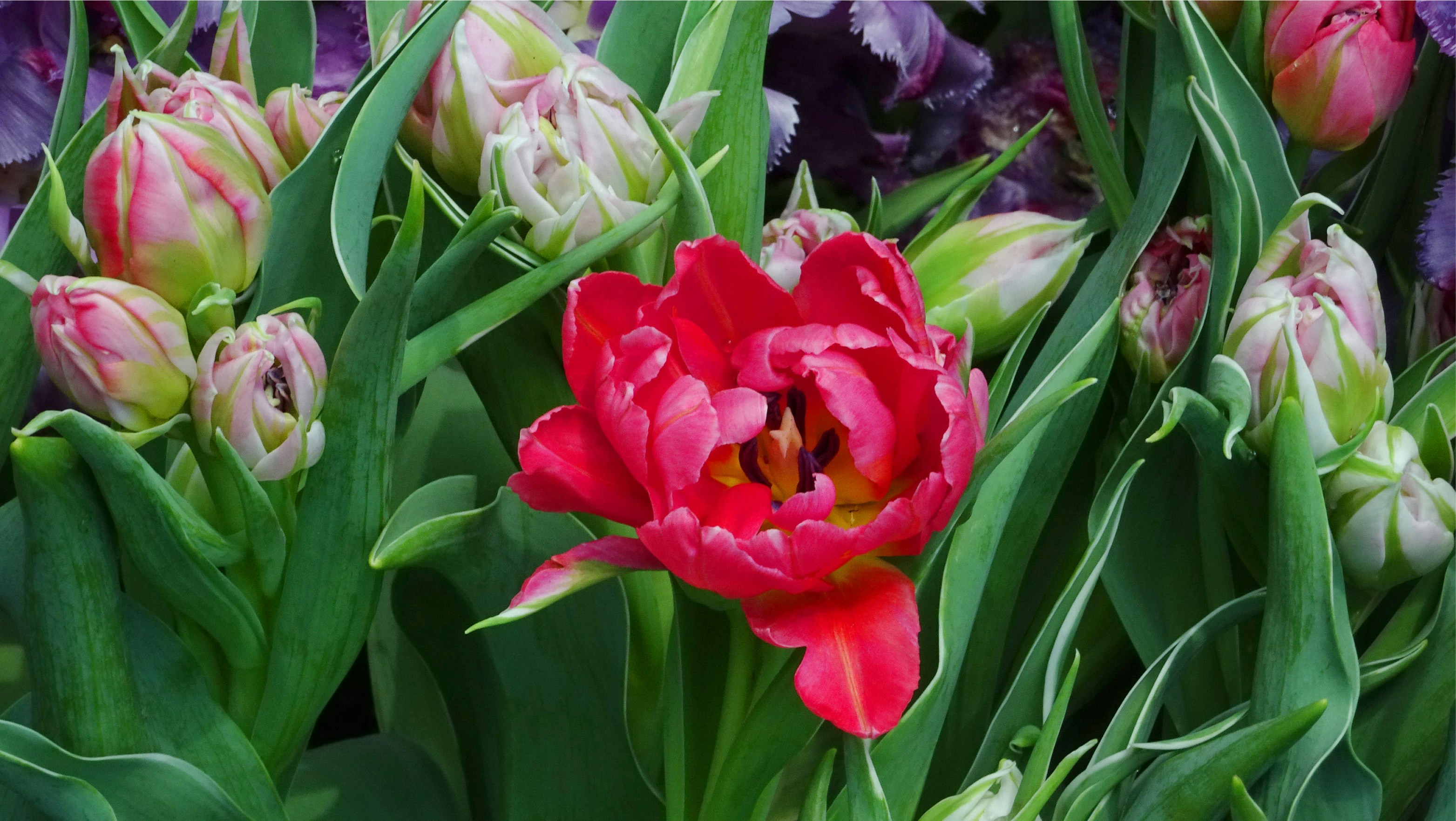 The Scarcity Engineers: What Dutch Tulip Mania Actually Invented—and Why Every Drop Release Owes It a Debt