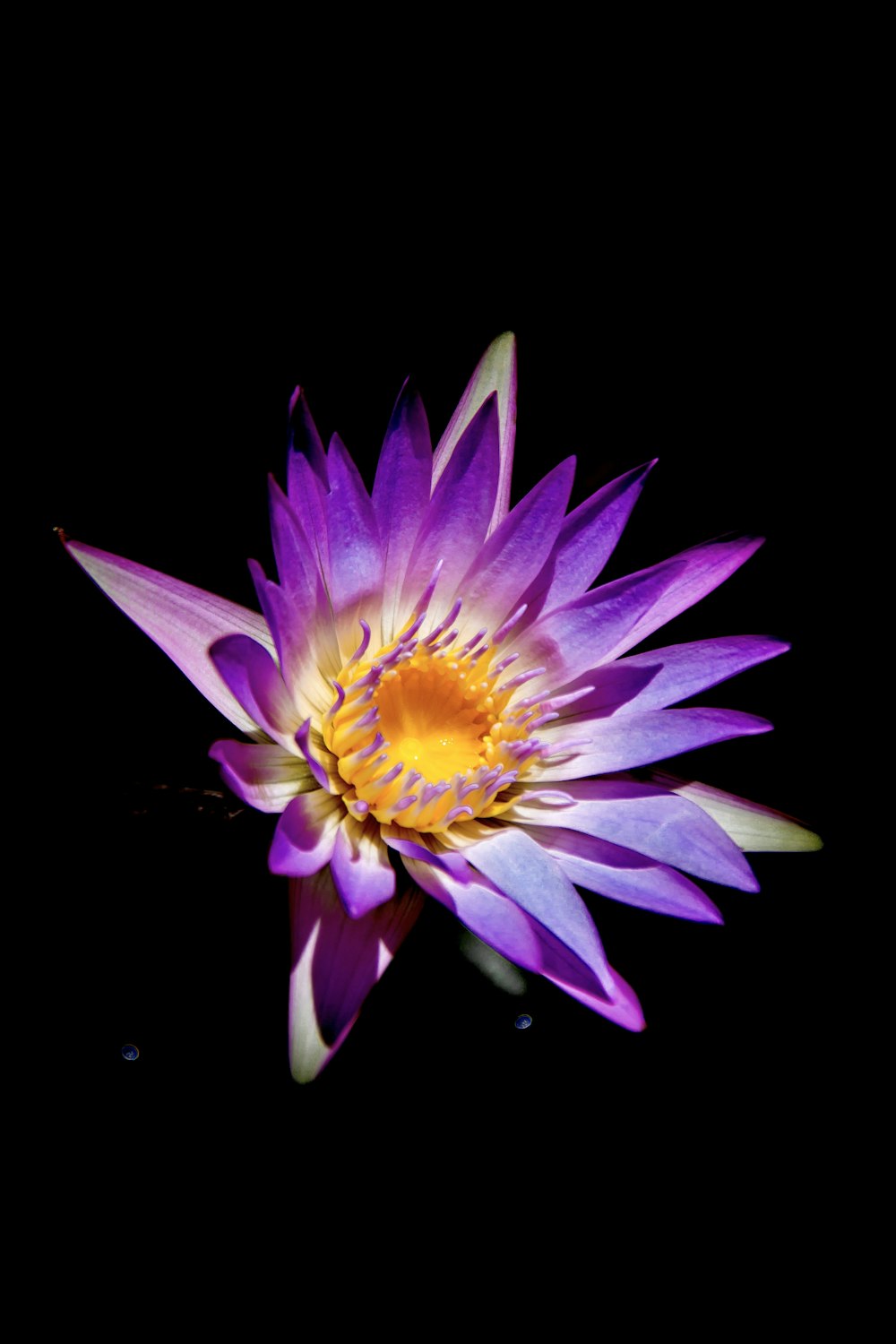 purple and yellow flower in black background