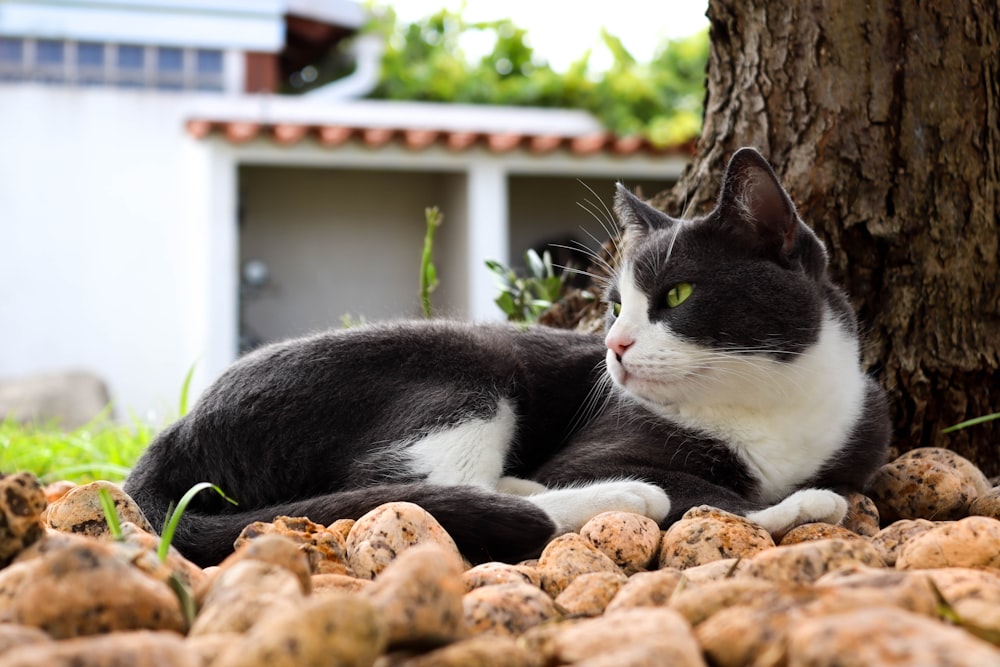 black and white cat on brown and white stones