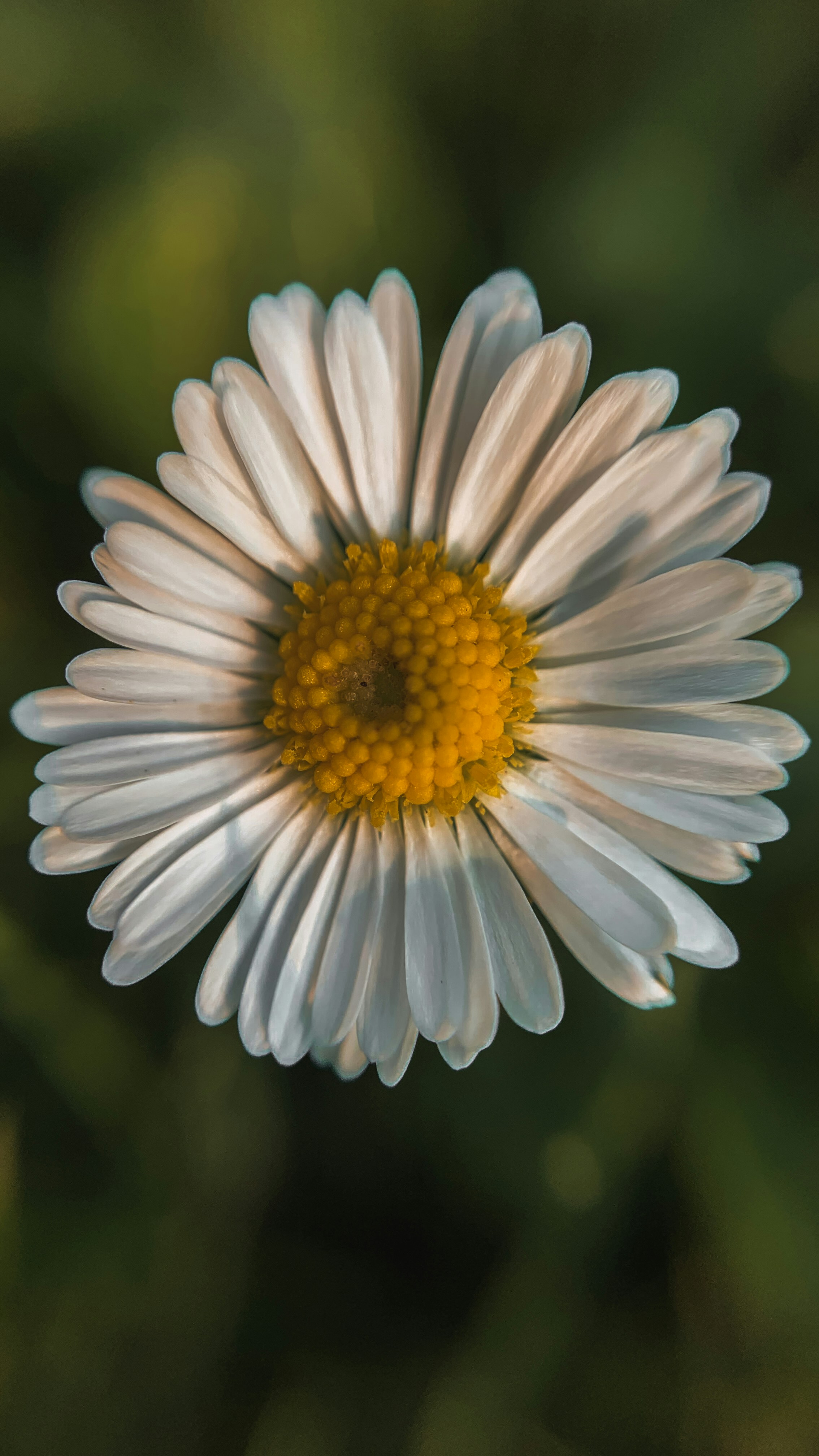 Photo by tsariovaanna