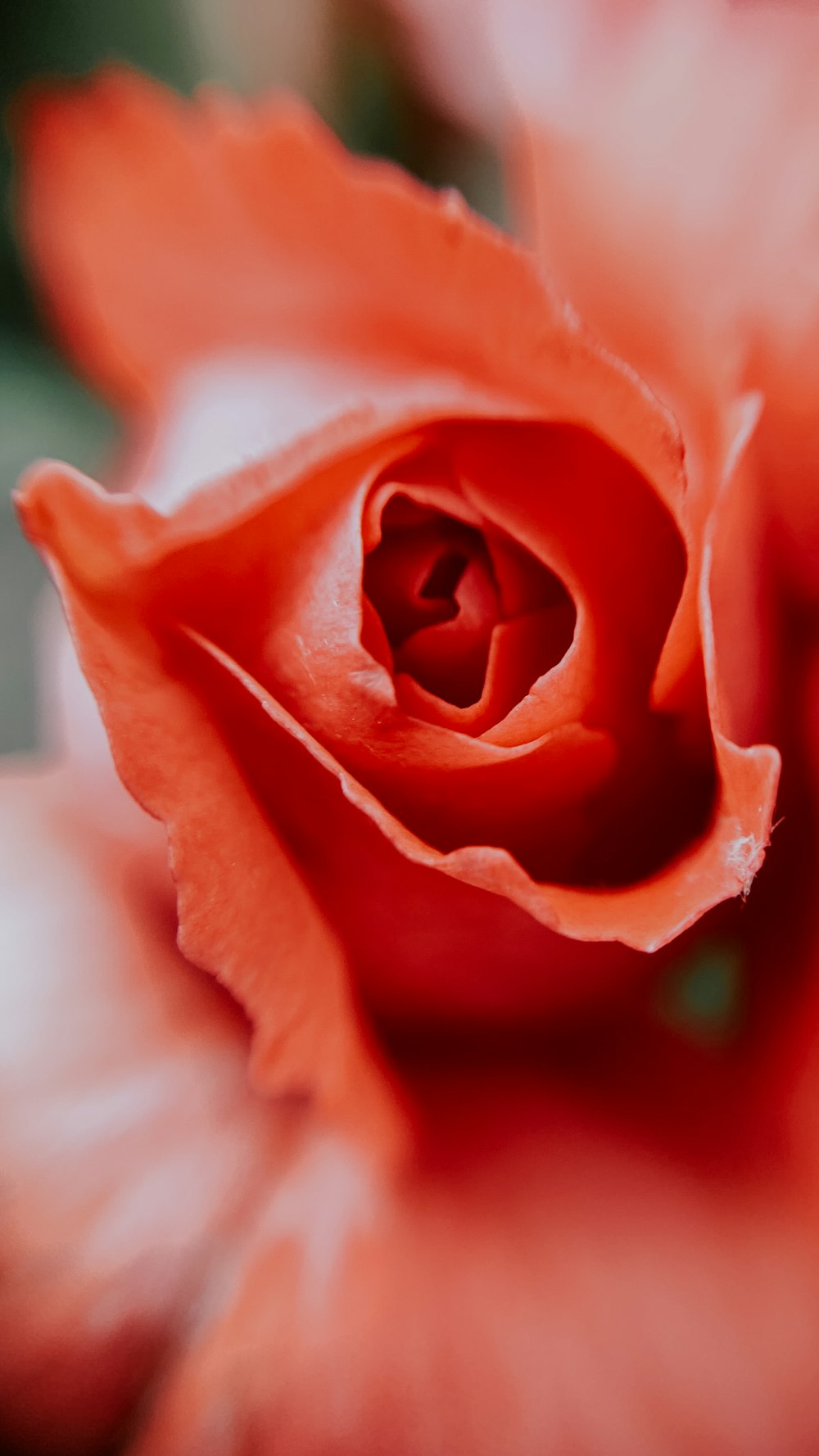 red rose in bloom macro photo