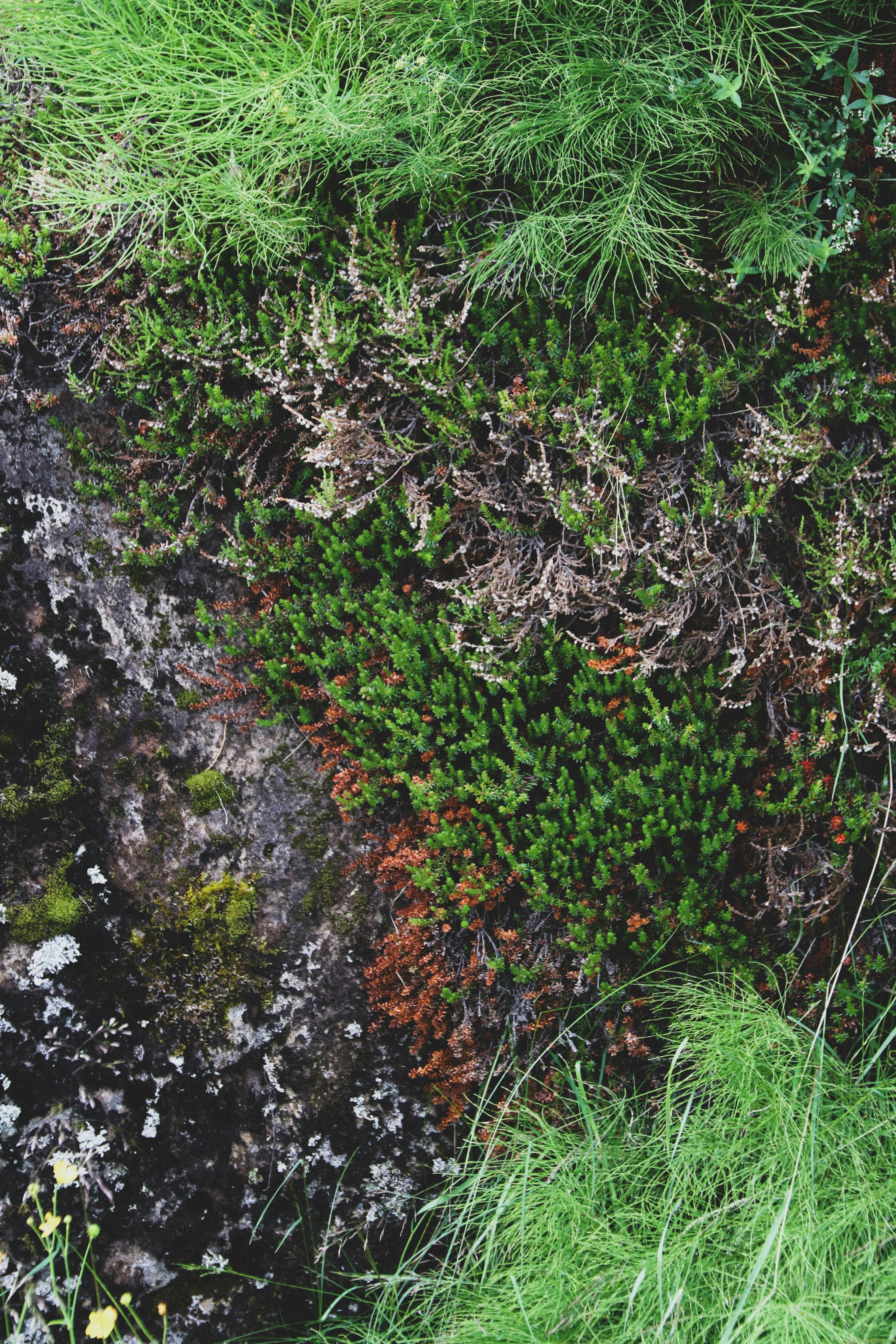green grass on brown rock