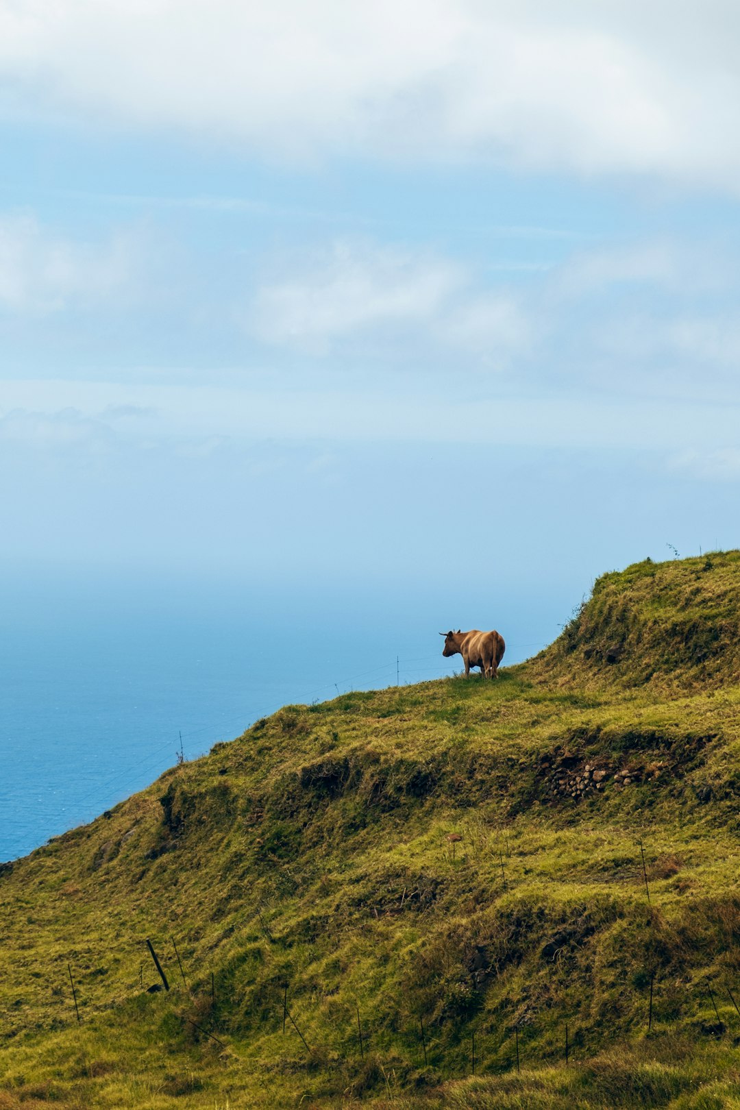 brown horse on green grass field during daytime