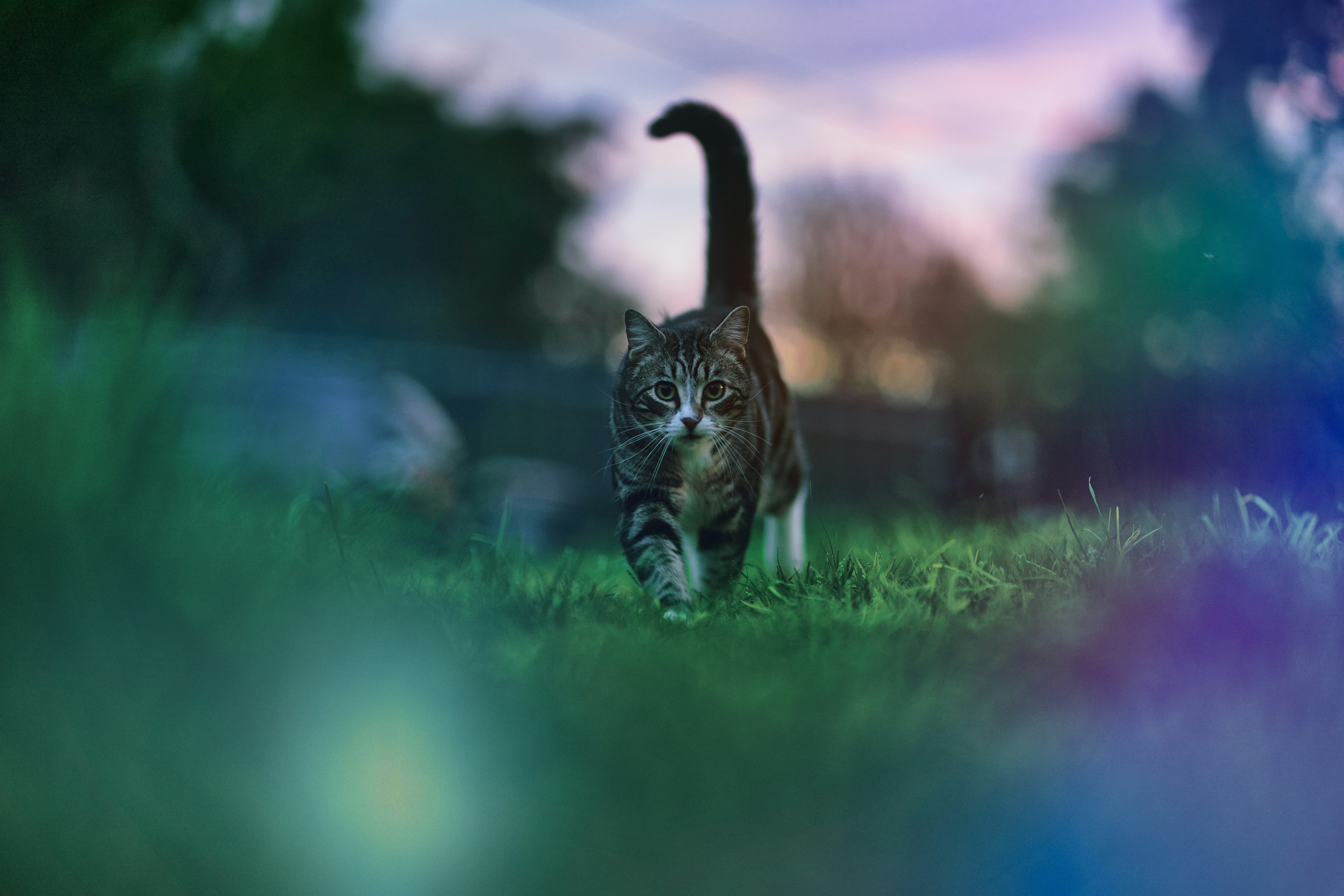 Brown tabby cat walking on green grass during daytime photo – Free Cat ...