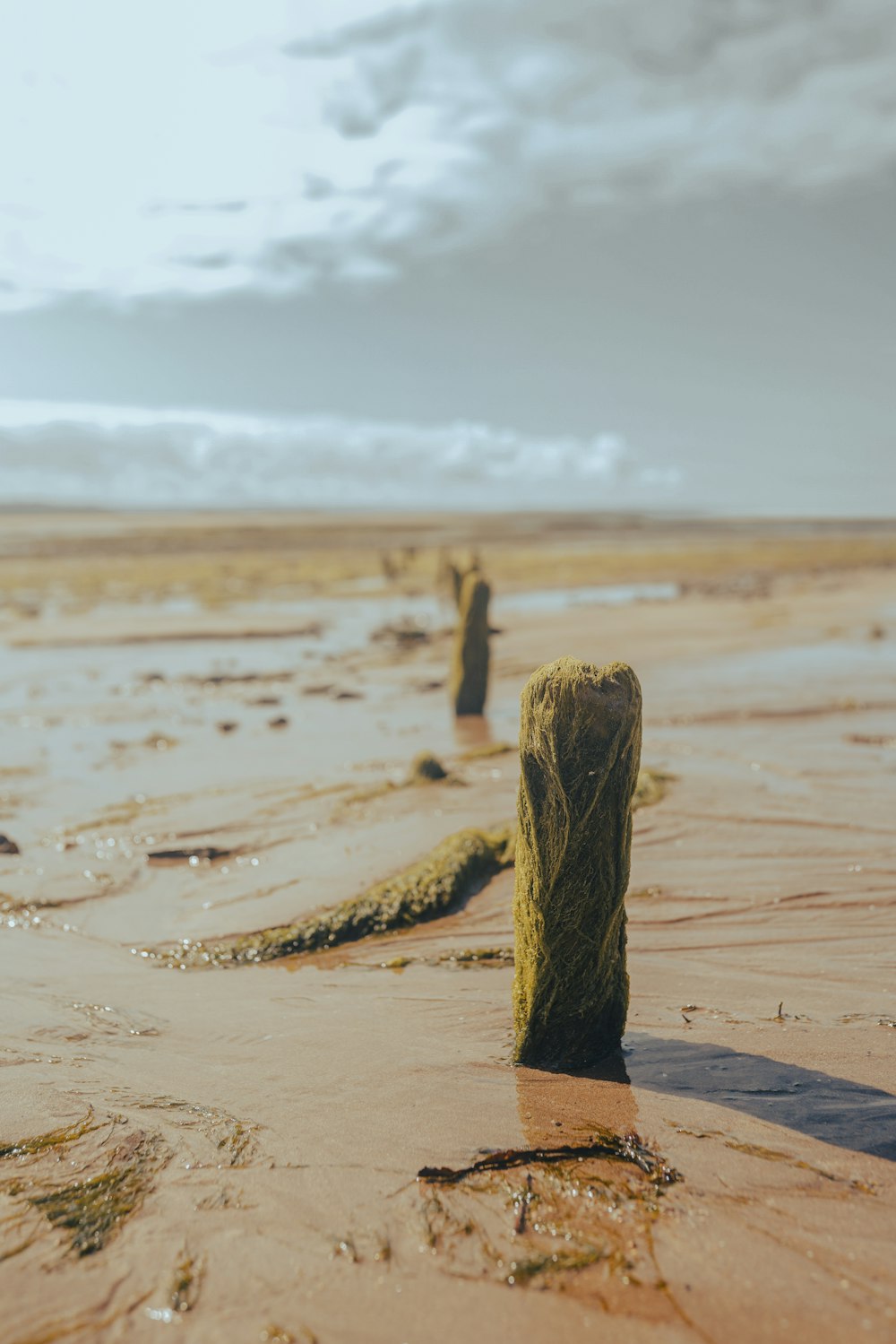 brown wooden stick on brown sand during daytime