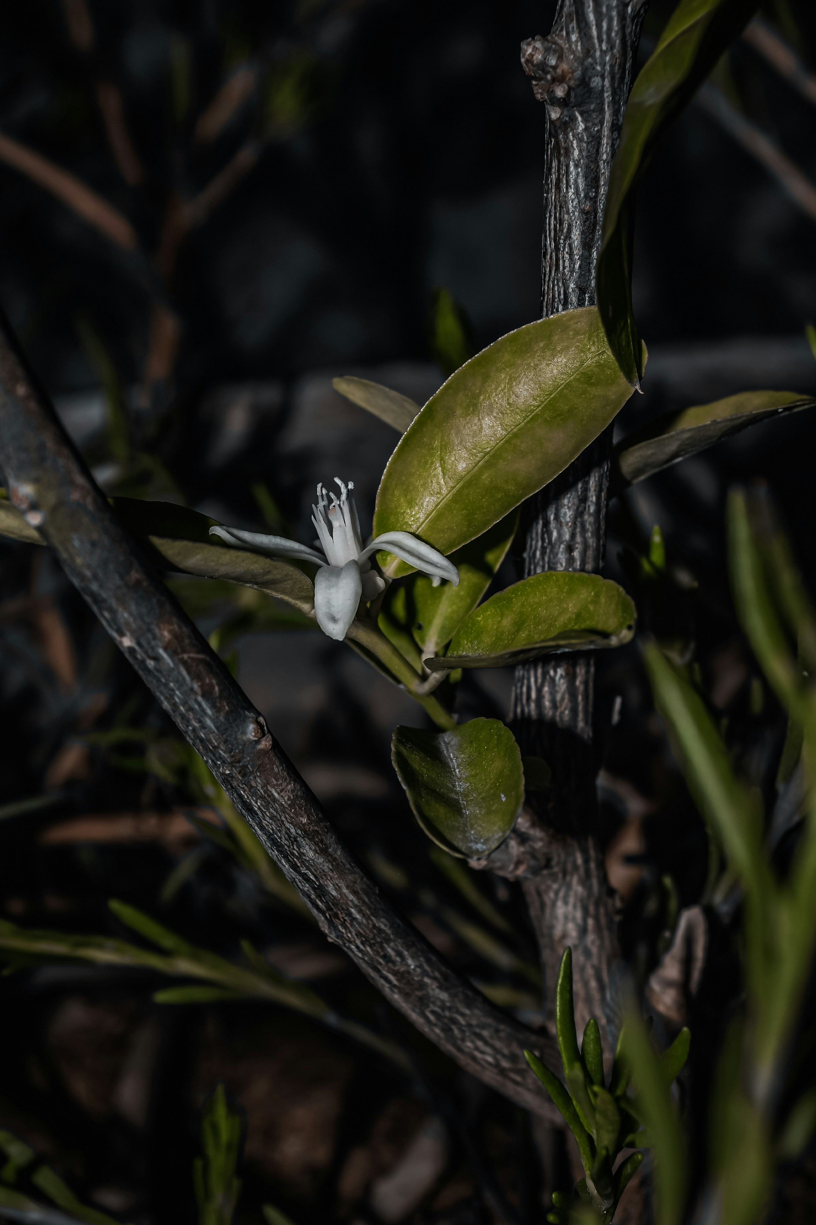 white and black bird on green plant