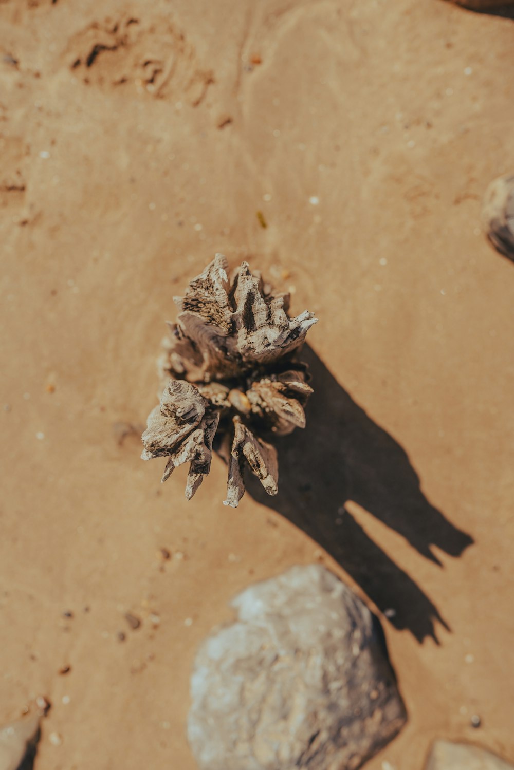 brown dried plant on brown sand