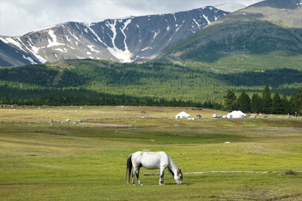 A white horse is grazing on a lush green field with a scenic background of mountains. Snow-capped peaks rise in the distance, contrasting with the verdant trees in the foreground. Two white yurts and a vehicle are visible, indicating a nomadic settlement.