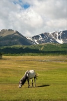 A gentle horse in the sanctuary grazing peacefully under a wide Montana sky.