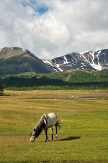 A gentle horse in the sanctuary grazing peacefully under a wide Montana sky.