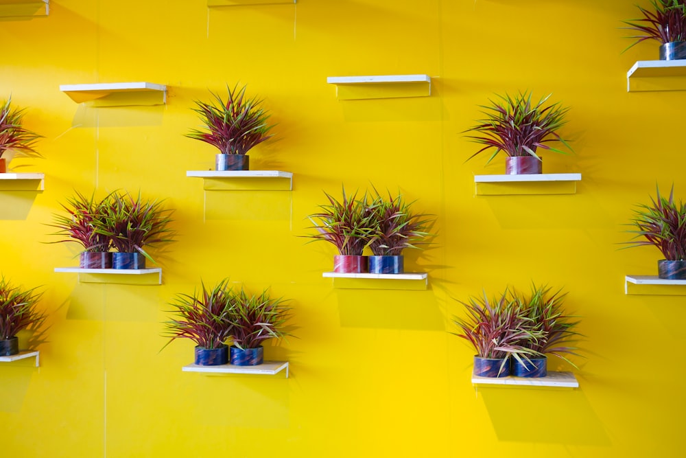 green potted plants on white wooden wall mounted rack