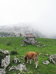 brown cow on green grass field during daytime