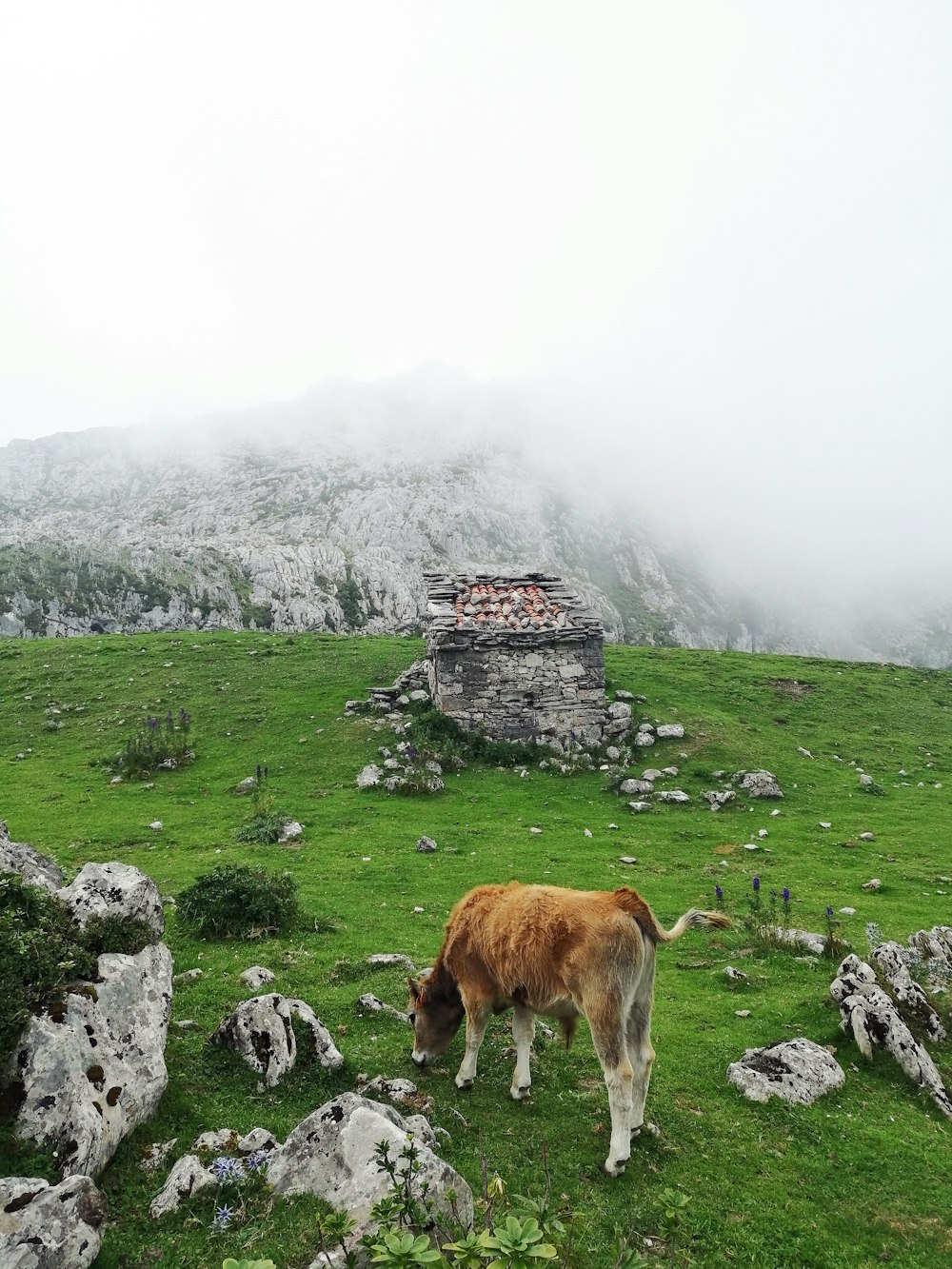 brown cow on green grass field during daytime