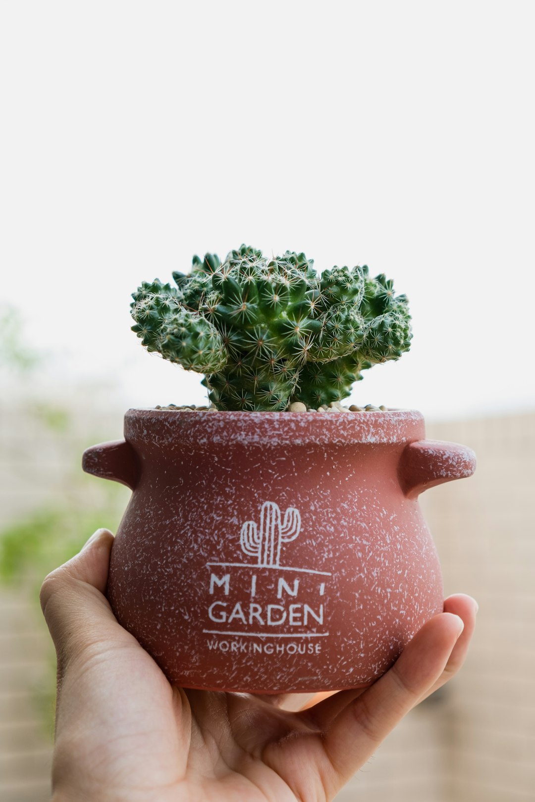 person holding green plant on pink ceramic pot