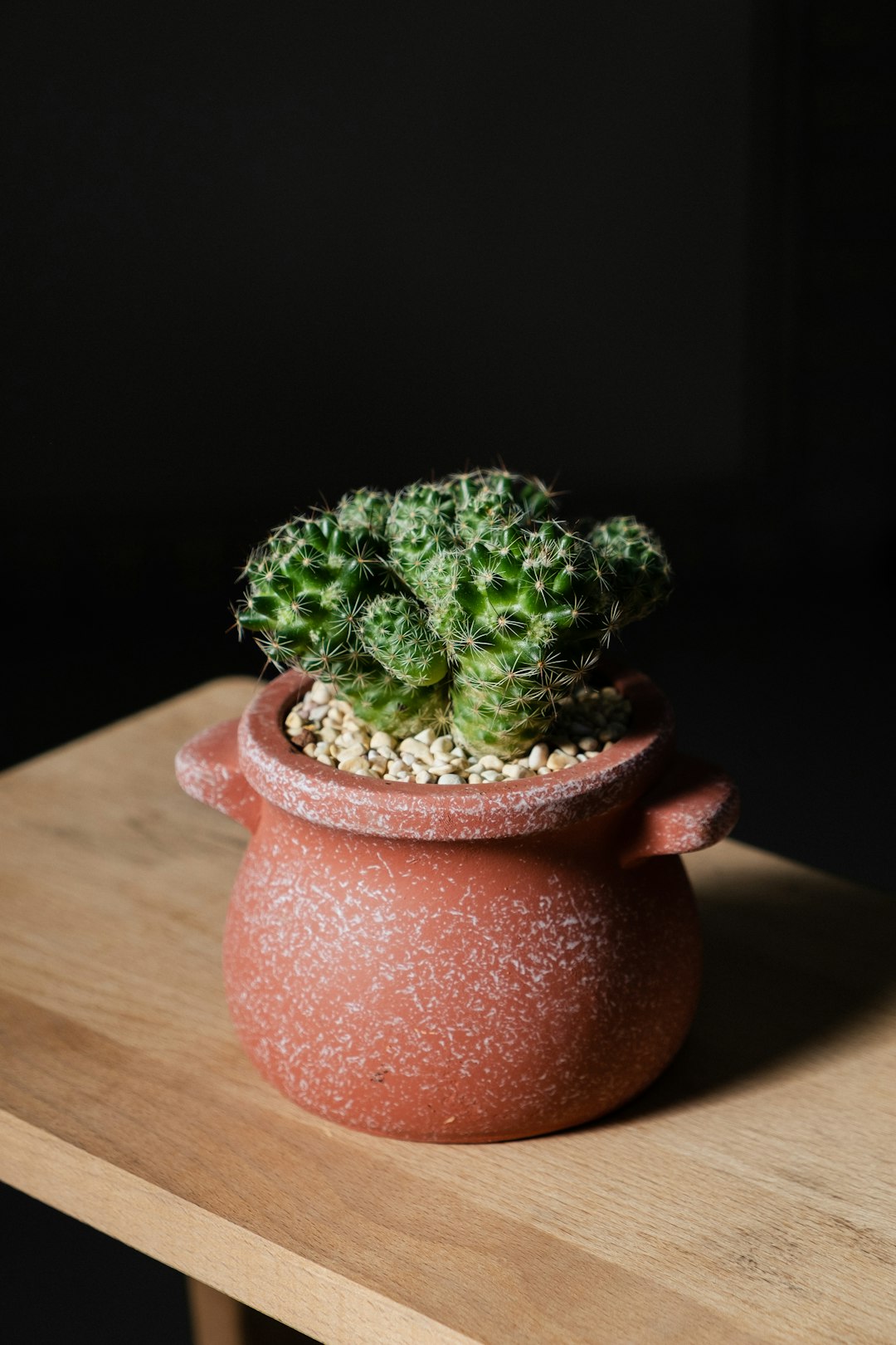 green cactus plant on brown clay pot