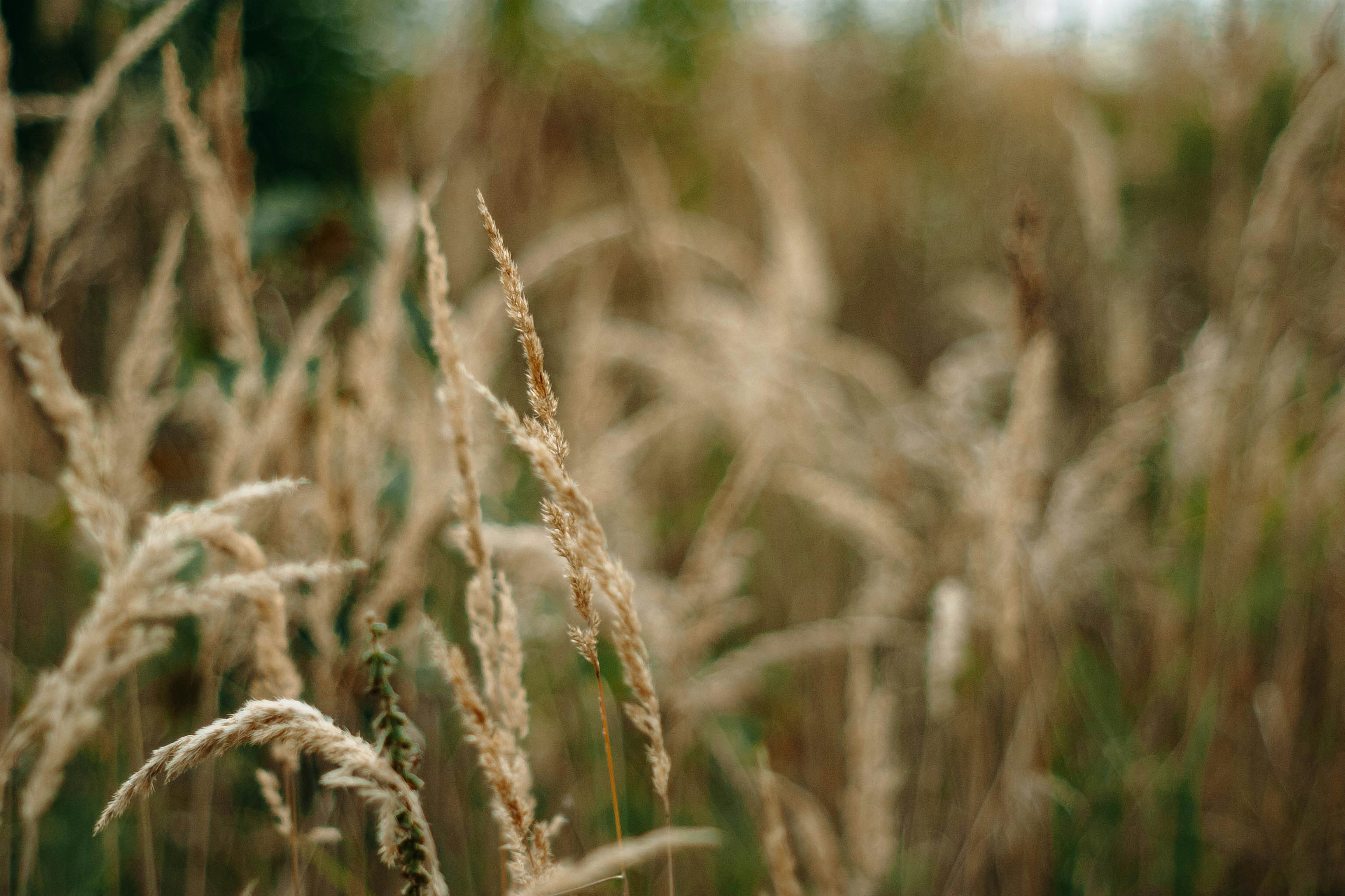 Photo by alexkorchevski