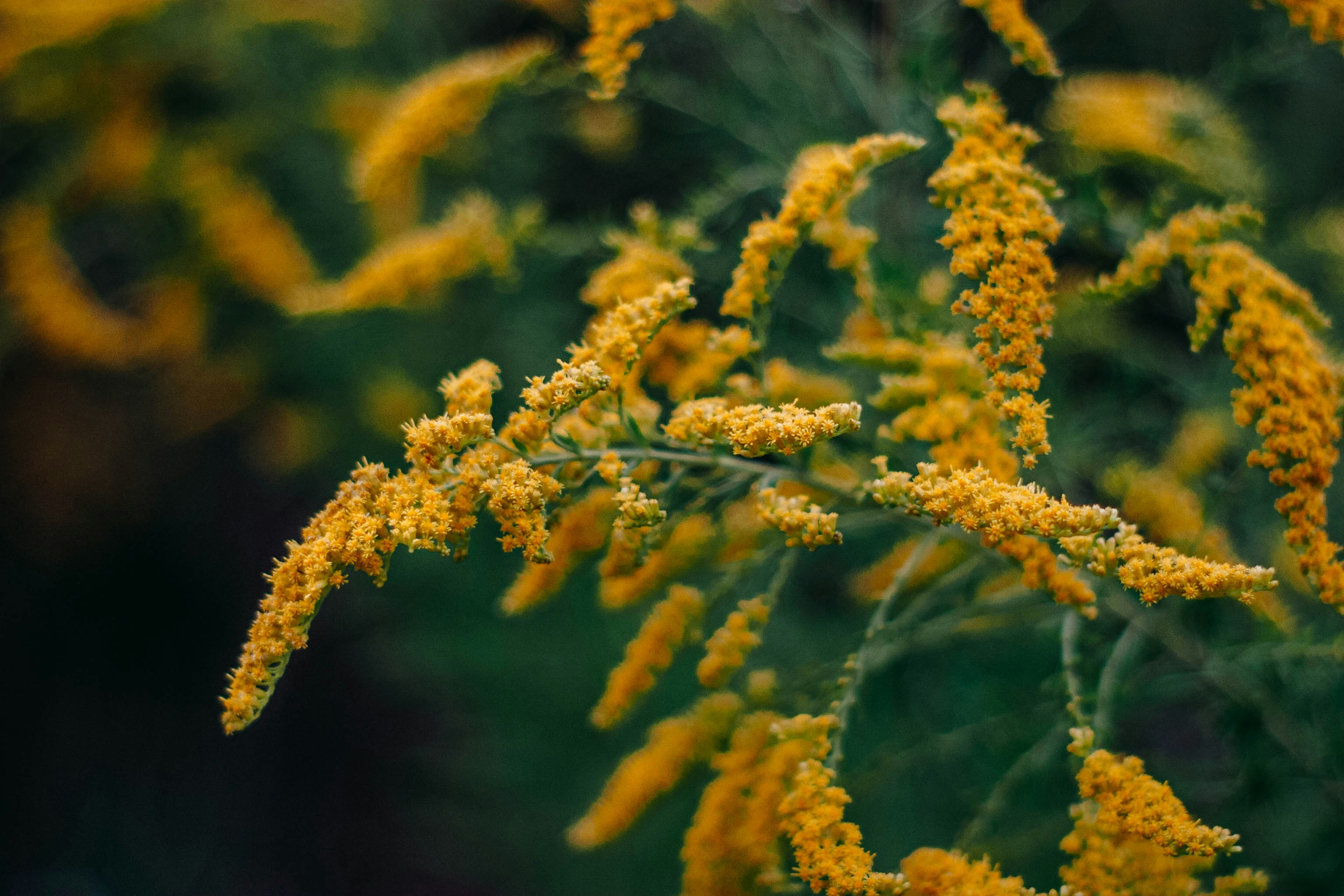 Photo by alexkorchevski