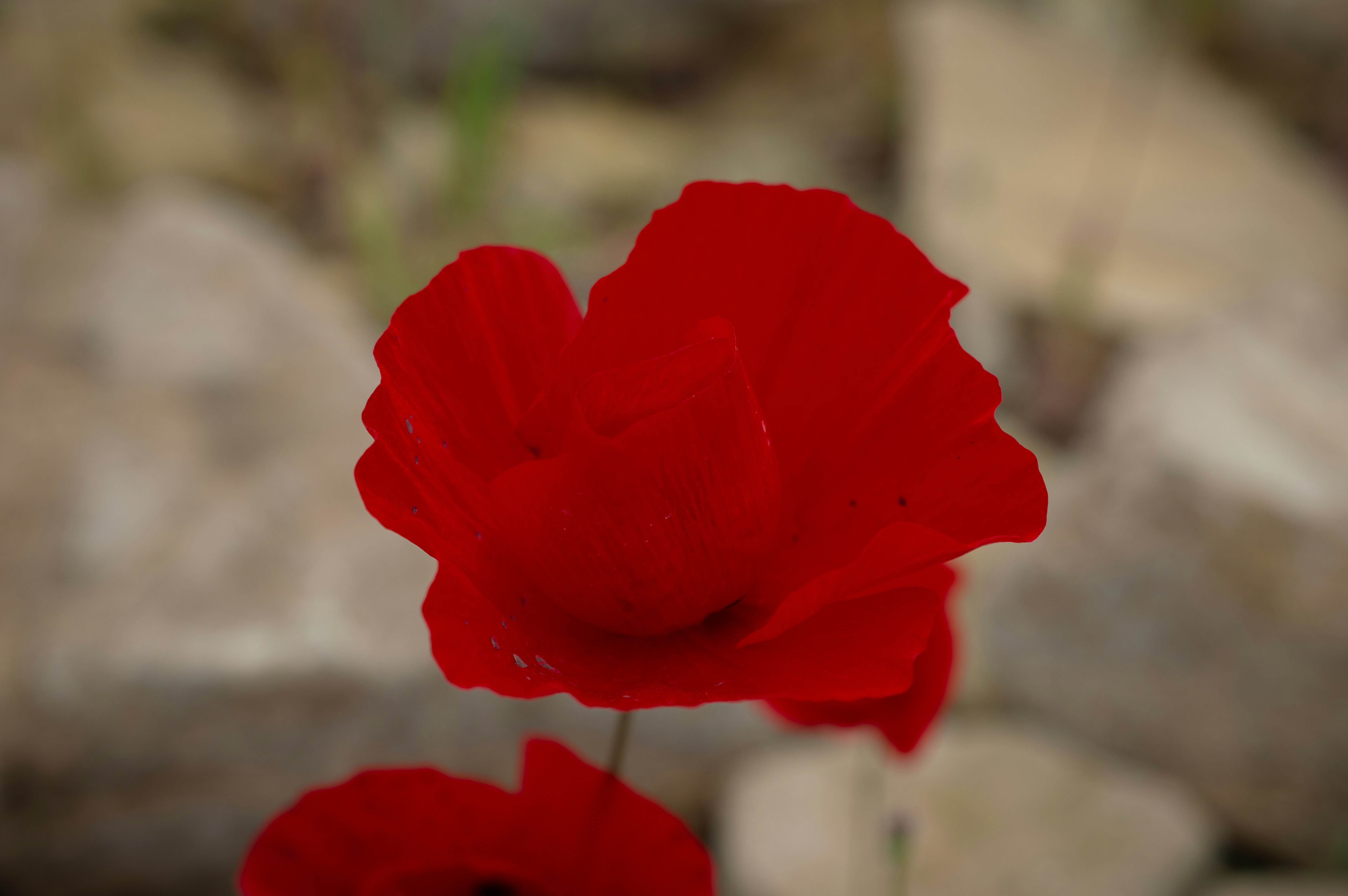 red flower in tilt shift lens