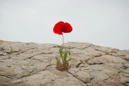 red rose on gray rock