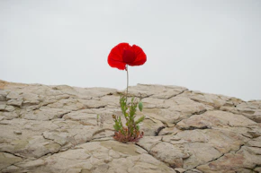 red rose on gray rock