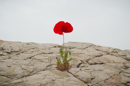 red rose on gray rock