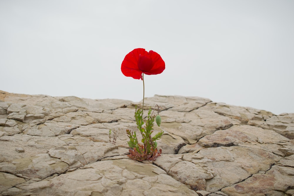 red rose on gray rock