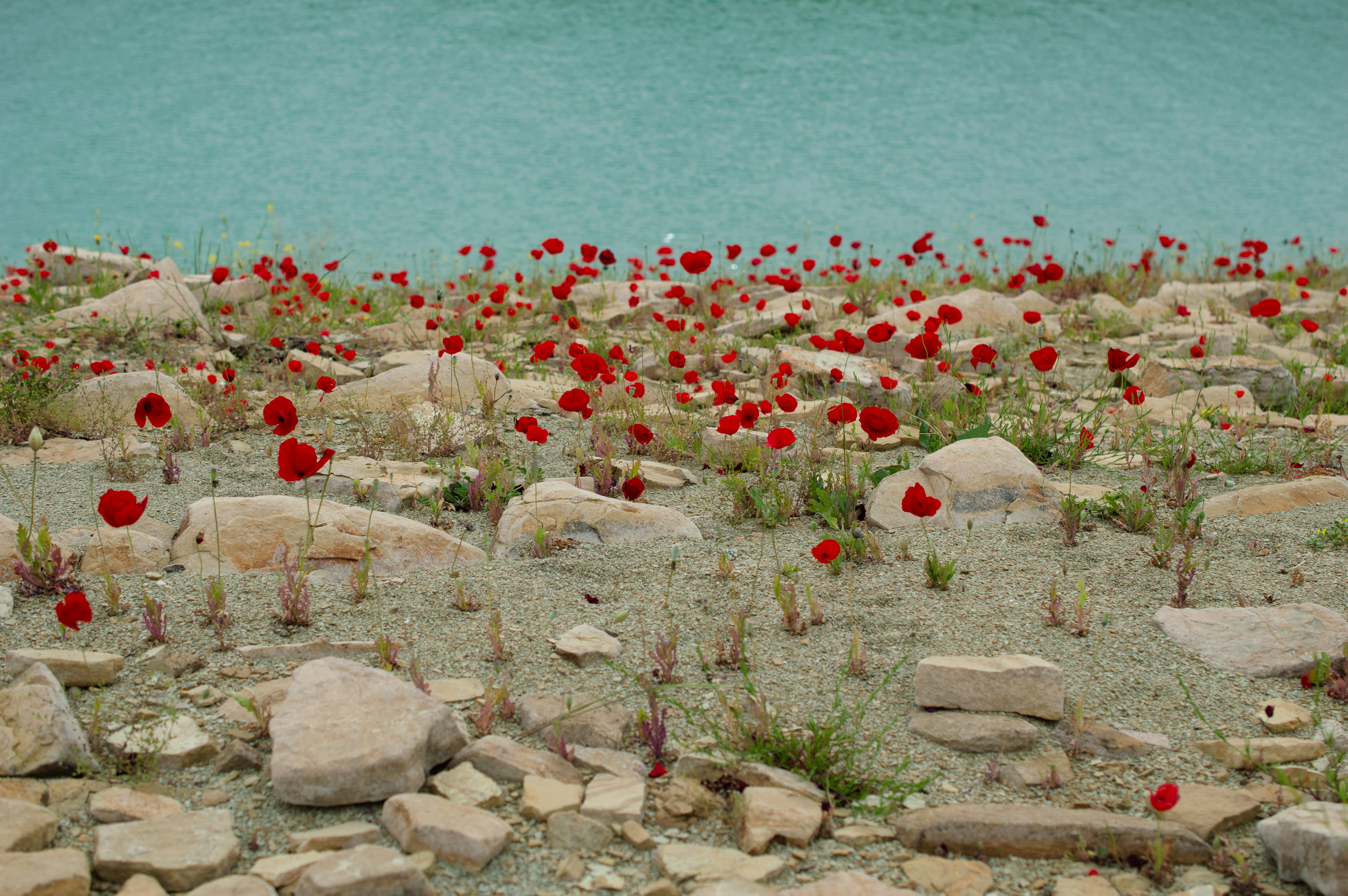 red and white flower petals on brown rocky shore during daytime