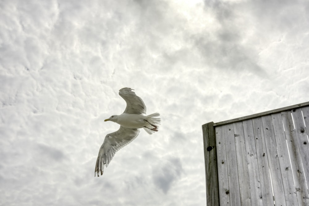 weißer Vogel tagsüber auf braunem Holzzaun unter weißen Wolken