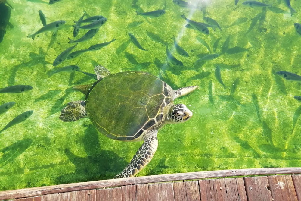 green turtle in water during daytime
