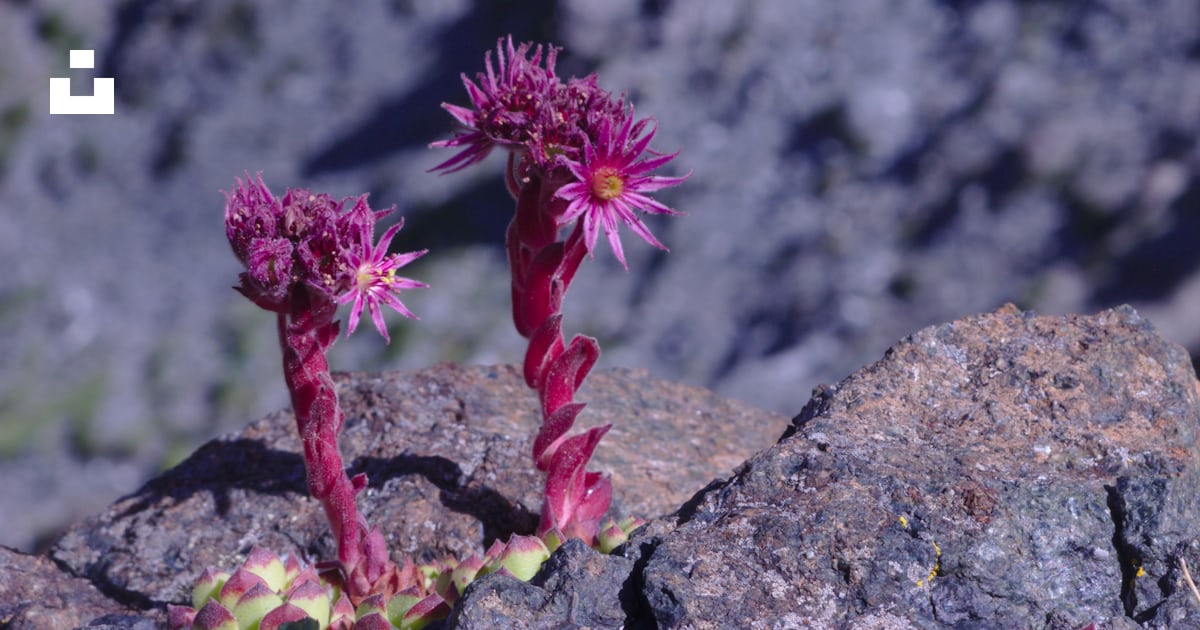 Flores rosadas sobre roca gris foto – Imagen de Flor gratuita en Unsplash