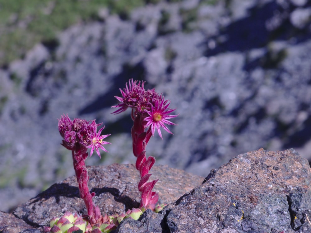 pink flowers on gray rock