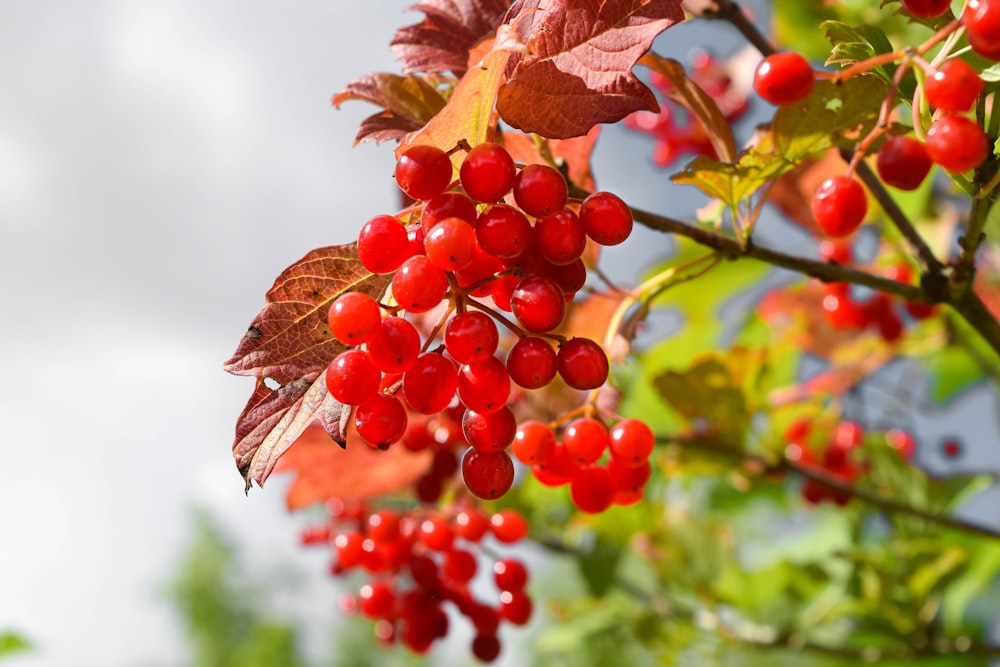 fruits ronds rouges sur feuilles vertes