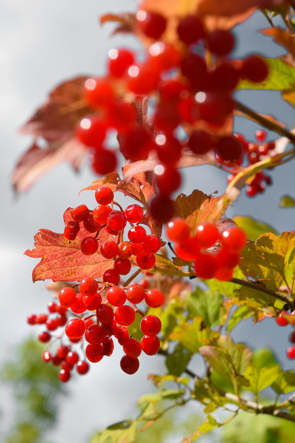 red round fruits on green leaves