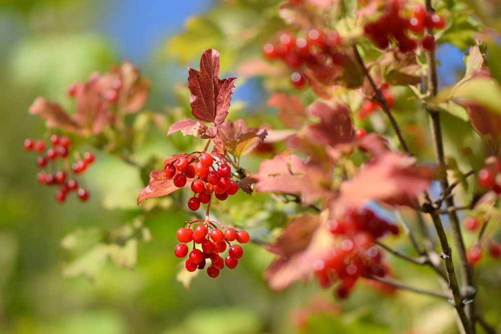 red round fruits on brown dried leaves