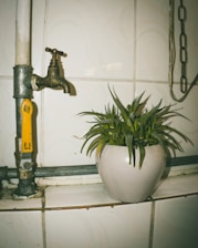 green plant on white ceramic pot