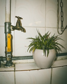 green plant on white ceramic pot
